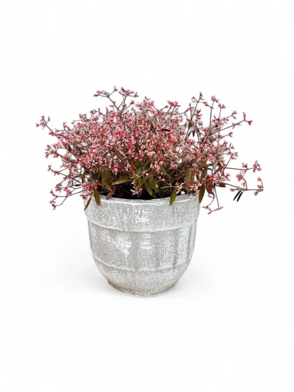 Euphorbia 'Tickled Pink' (PBR) 17cm Pot NEW!!!!