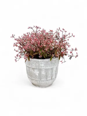 Euphorbia 'Tickled Pink' (PBR) 17cm Pot NEW!!!!