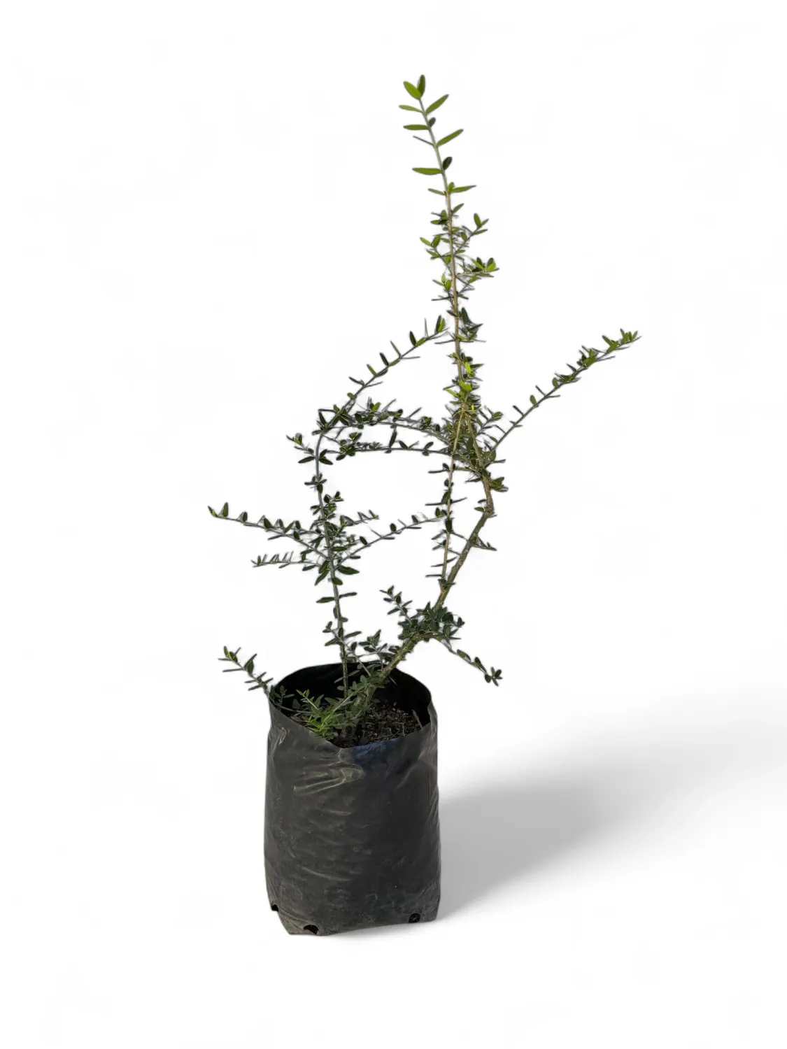 Olea Europaea Subsp. Africana "Wild Olive" 10Liter