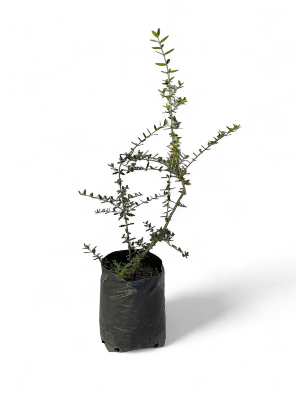 Olea Europaea Subsp. Africana "Wild Olive" 10Liter