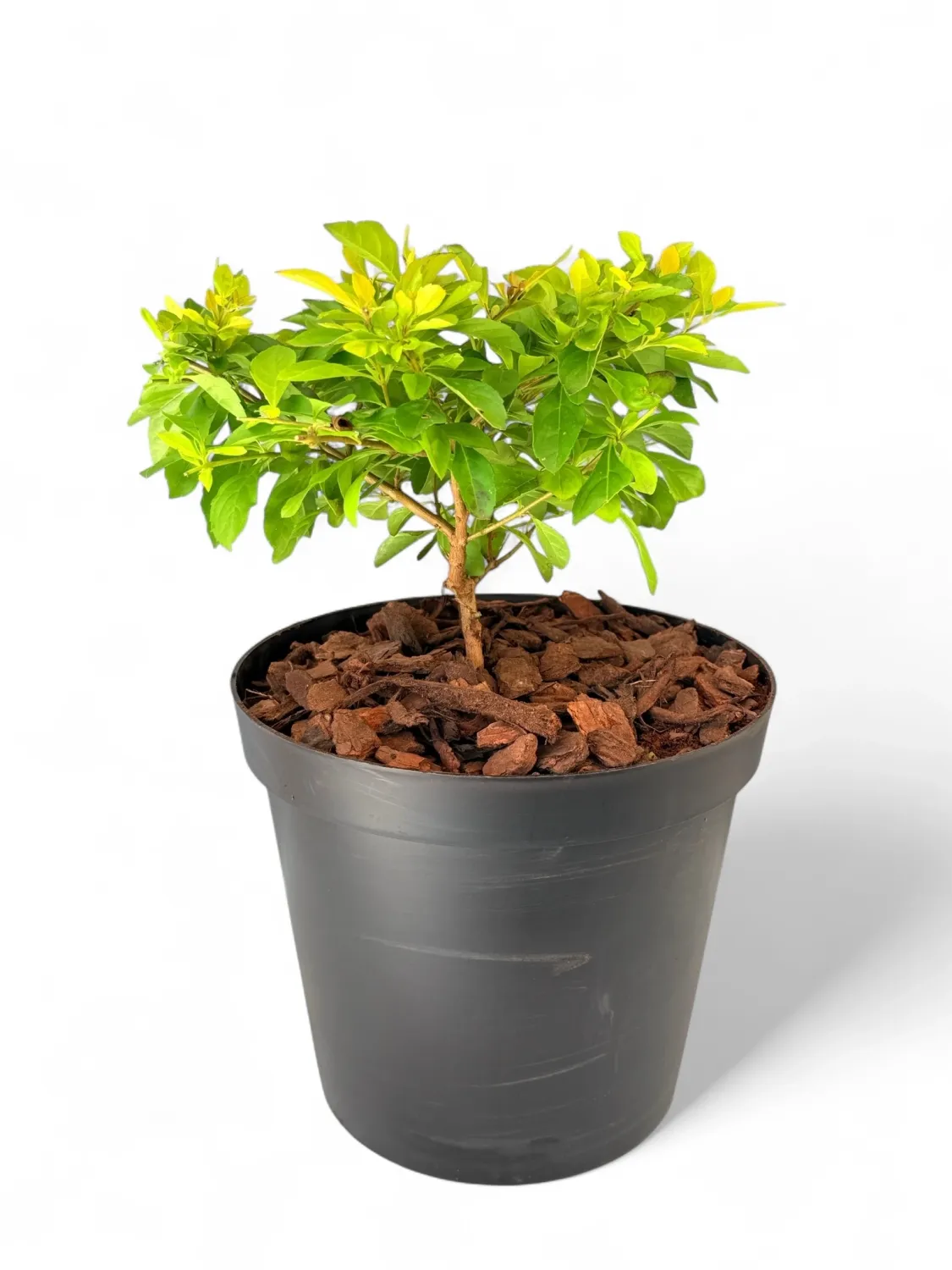 Duranta Erecta "Golden Duranta" Ball 25cmPot