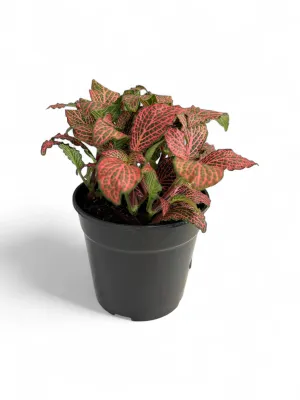 Fittonia albivenis "Pink Nerve Plant" 12cmPot