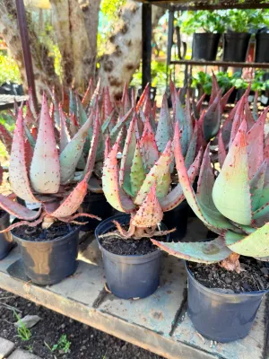 Aloe Marlothii "Mountain Aloe" 15cmPot