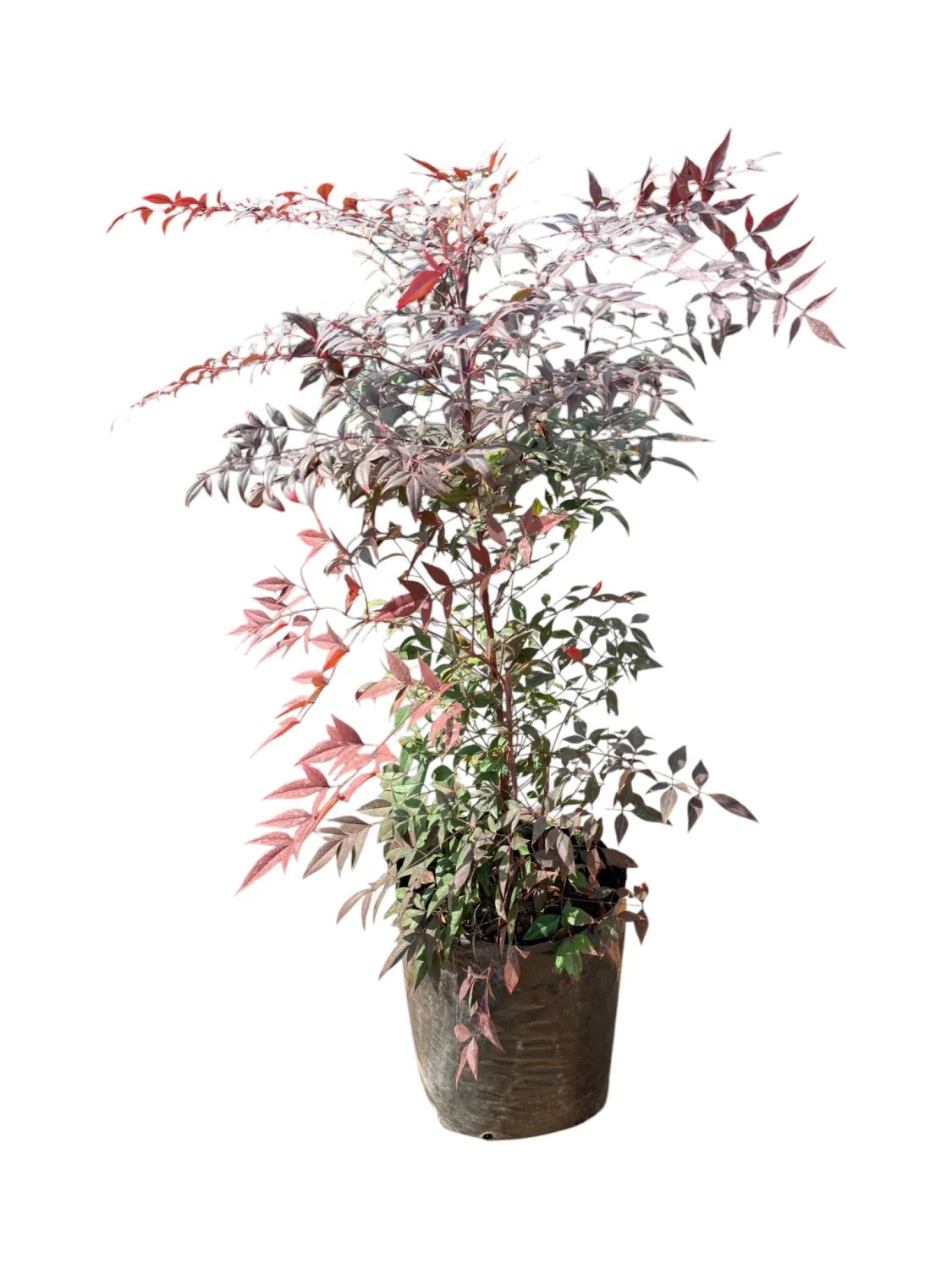 Nandina Domestica "Heavenly Bamboo" 20Liter