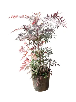 Nandina Domestica "Heavenly Bamboo" 20Liter Nandina Domestica "Heavenly Bamboo" 20Liter