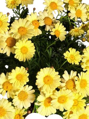 Argyranthemum Frutescens "Madeira Daisy Yellow" 4Liter