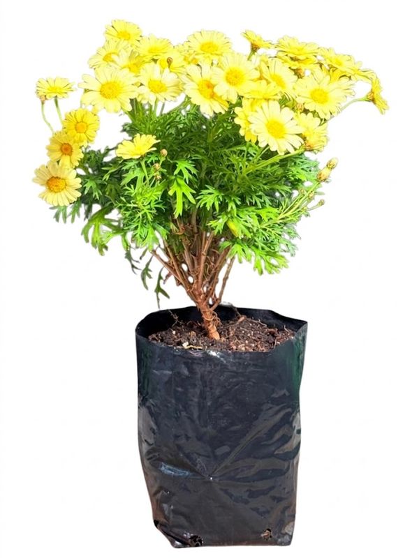 Argyranthemum Frutescens "Madeira Daisy Yellow" 4Liter