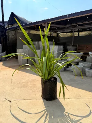 Phormium Tenax "Green" 20Liter