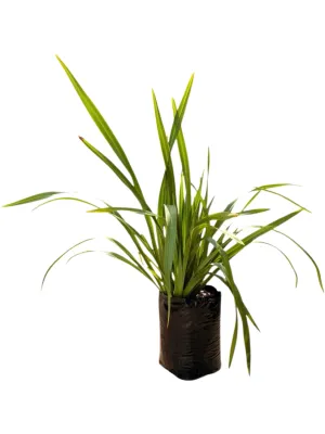 Phormium Tenax "Green" 20Liter