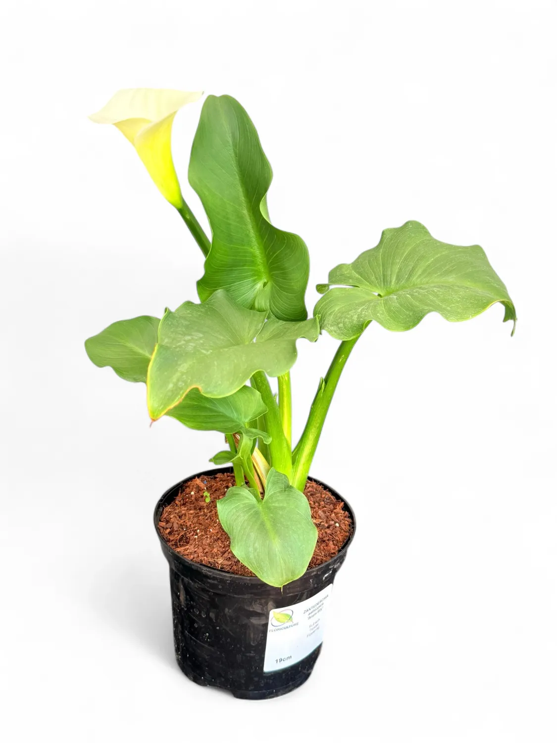 Zantedeschia aethiopica White Arum Lily "Varkore" 19cmPot