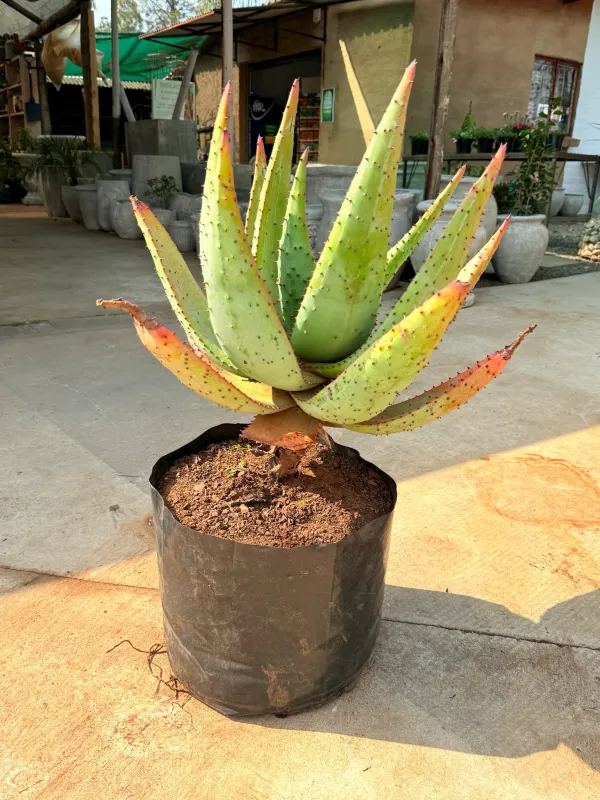 Aloe Marlothii "Mountain Aloe" 30Liter