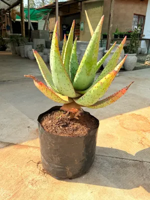 Aloe Marlothii "Mountain Aloe" 30Liter