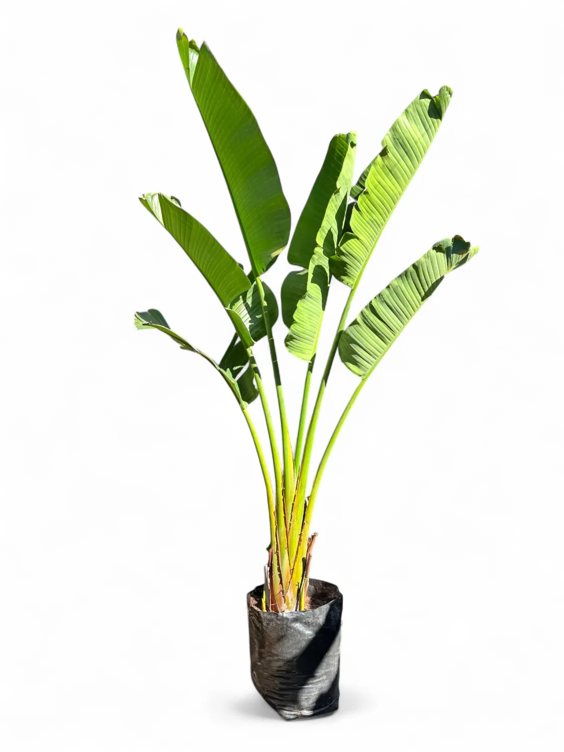 Strelitzia Nicolai "Gaint Bird Of Paradise" 40Liter