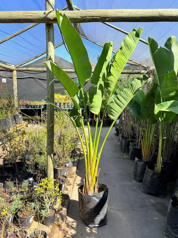 Strelitzia Nicolai "Gaint Bird Of Paradise" 40Liter