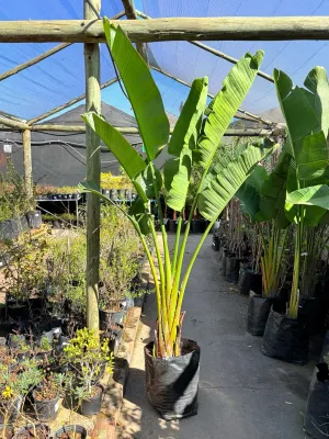 Strelitzia Nicolai "Gaint Bird Of Paradise" 40Liter