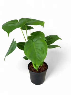 Monstera Deliciosa "Swiss Cheese Plant" 14cmPot