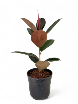 Ficus Elastica "Burgundy Rubber Plant" 19cmPot
