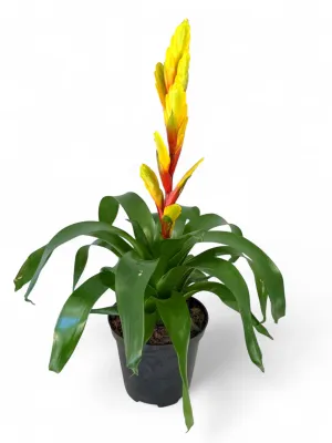 Vriesea Evita "Yellow Flaming Bromelaid" 14cmPot