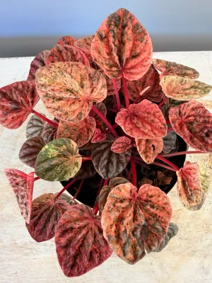 Peperomia Caperata "Variegated" 14cmPot