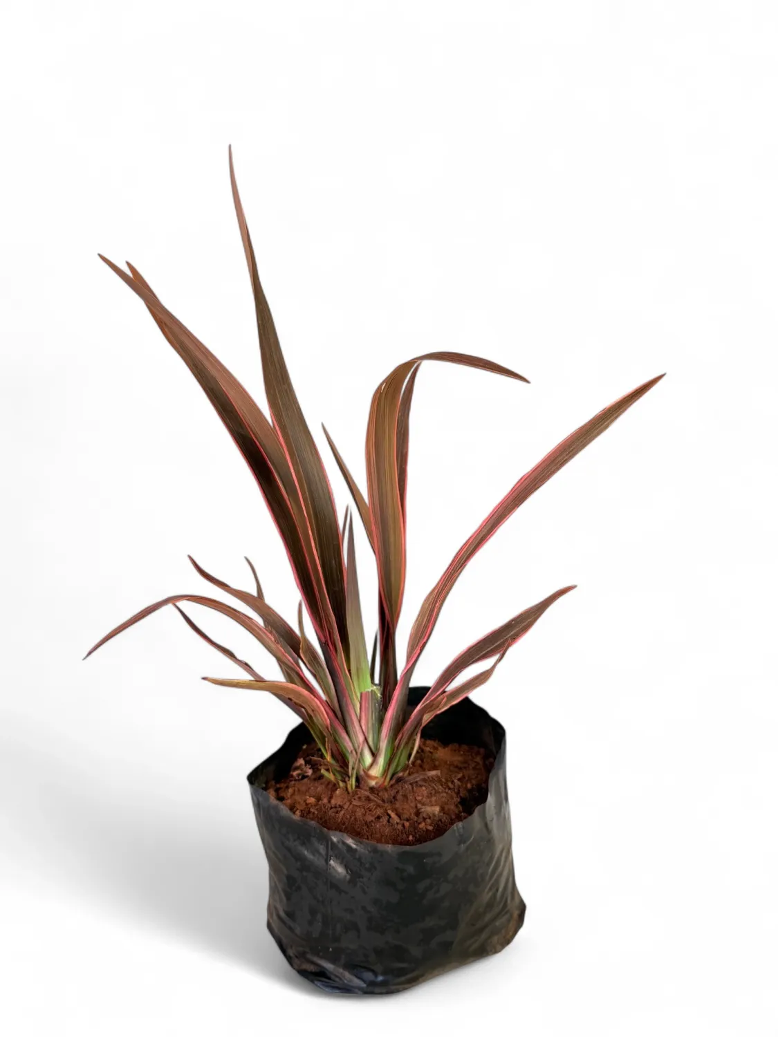 Phormium Flax "Pink Stripe" 2Liter
