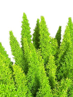 Asparagus Meyerii "Ornamental Asparagus" 10Liter