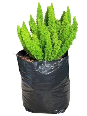 Asparagus Meyerii "Ornamental Asparagus" 10Liter