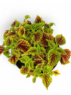 Plectranthus Scutellarioides "Coleus Coleosaurus" 17cmPot