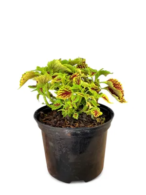 Plectranthus Scutellarioides "Coleus Coleosaurus" 17cmPot Plectranthus Scutellarioides "Coleus Coleosaurus" 17cmPot