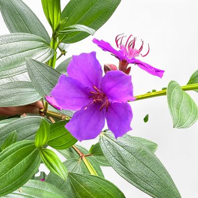 Tibouchina Urvilleana "Princess Flower" 20Liter
