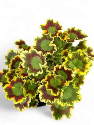 Geranium "Mrs Pollock" 17cmPot