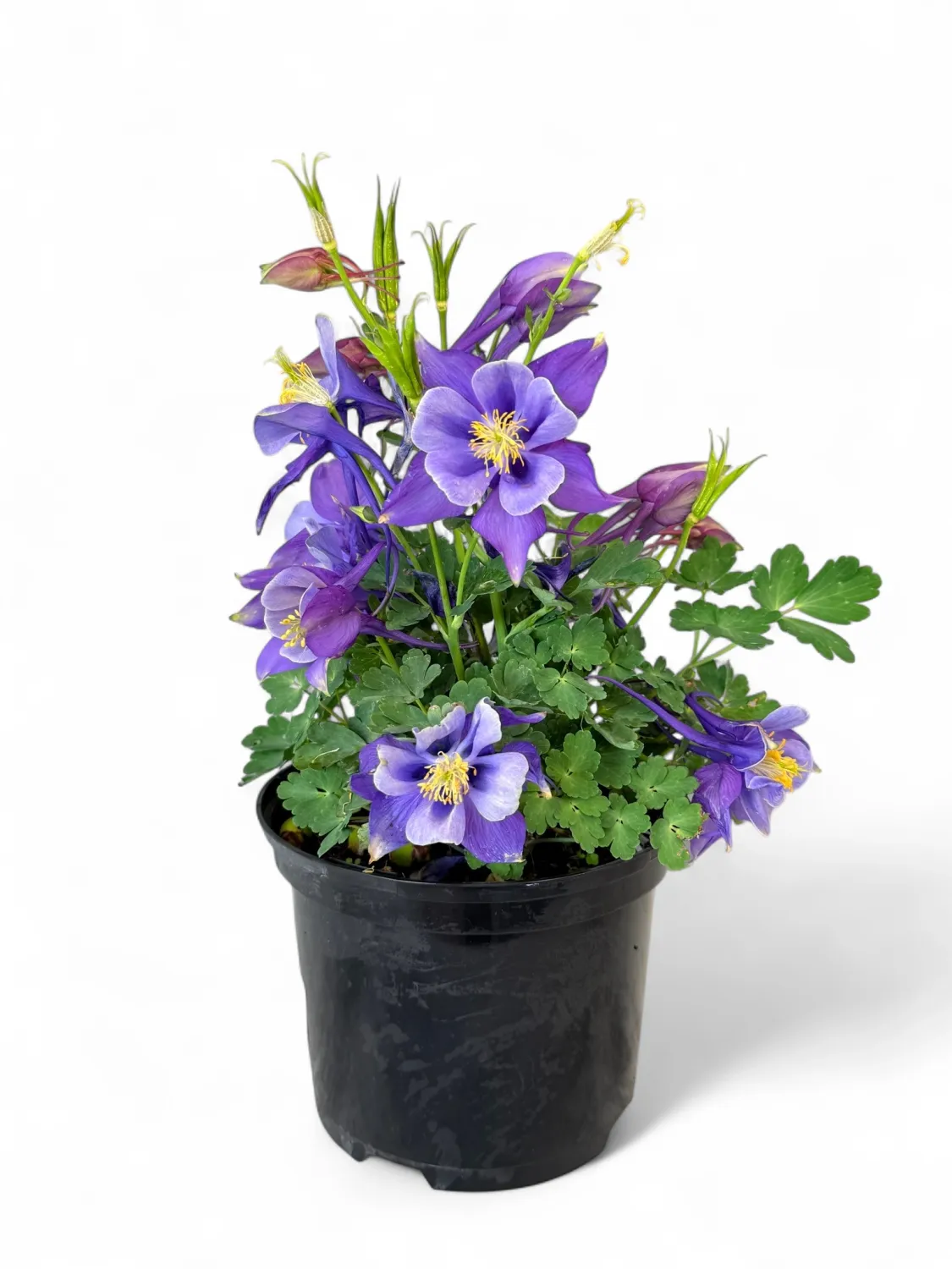 Aquilegia Vulgaris "Early Bird Purple Blue"