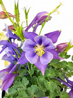 Aquilegia Vulgaris "Early Bird Purple Blue"