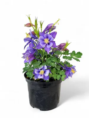 Aquilegia Vulgaris "Early Bird Purple Blue"