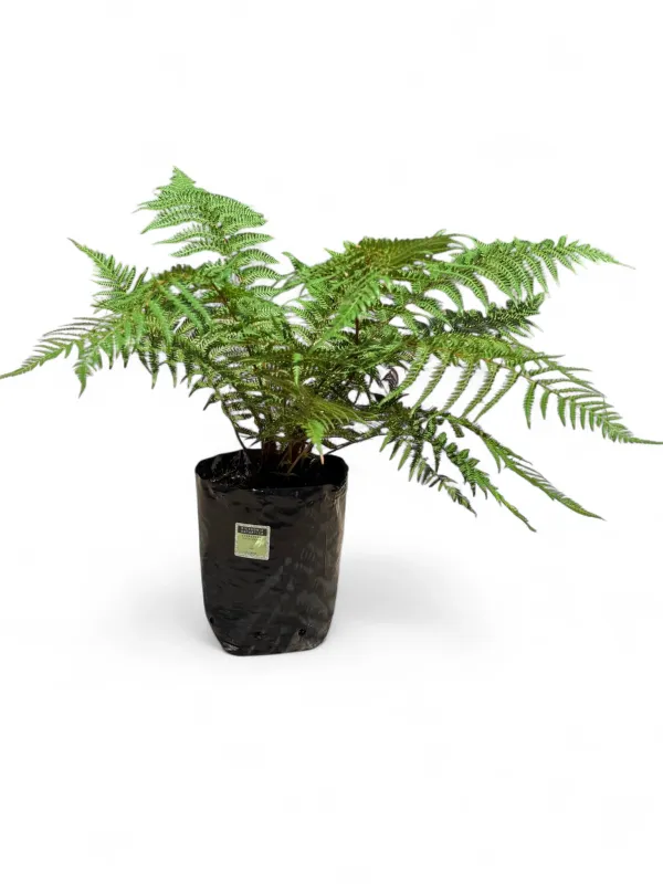 Dicksonia Antarctica "Tasmanian Tree Fern" 10Liters