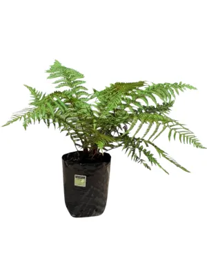 Dicksonia Antarctica "Tasmanian Tree Fern" 10Liters Dicksonia Antarctica "Tasmanian Tree Fern" 10Liters