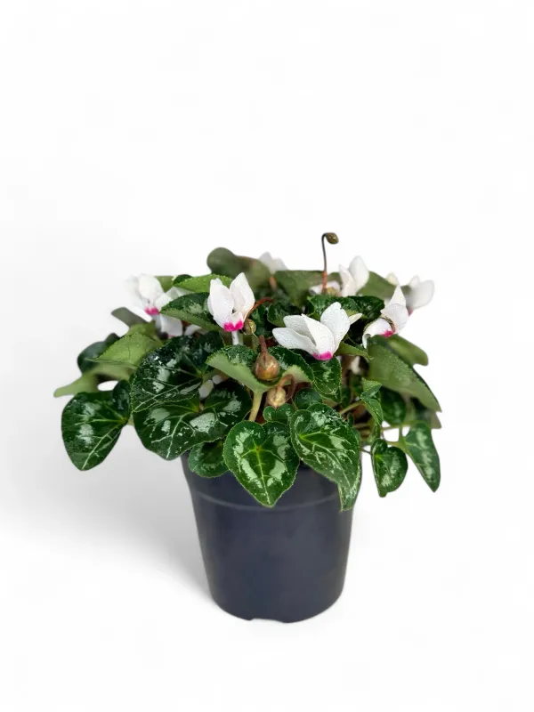 Cyclamen Persicum "Persian Cyclamen" Mixed Colours 12cmPot