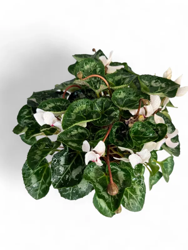 Cyclamen Persicum "Persian Cyclamen" Mixed Colours 12cmPot