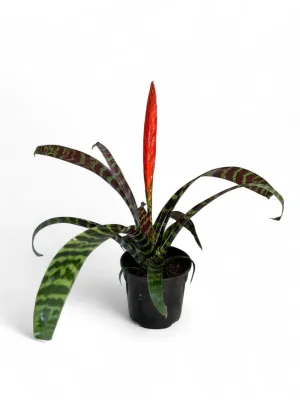 Vriesea Splendens "Zebra Bromelaid" 14cmPot
