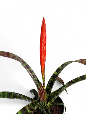 Vriesea Splendens "Zebra Bromelaid" 14cmPot
