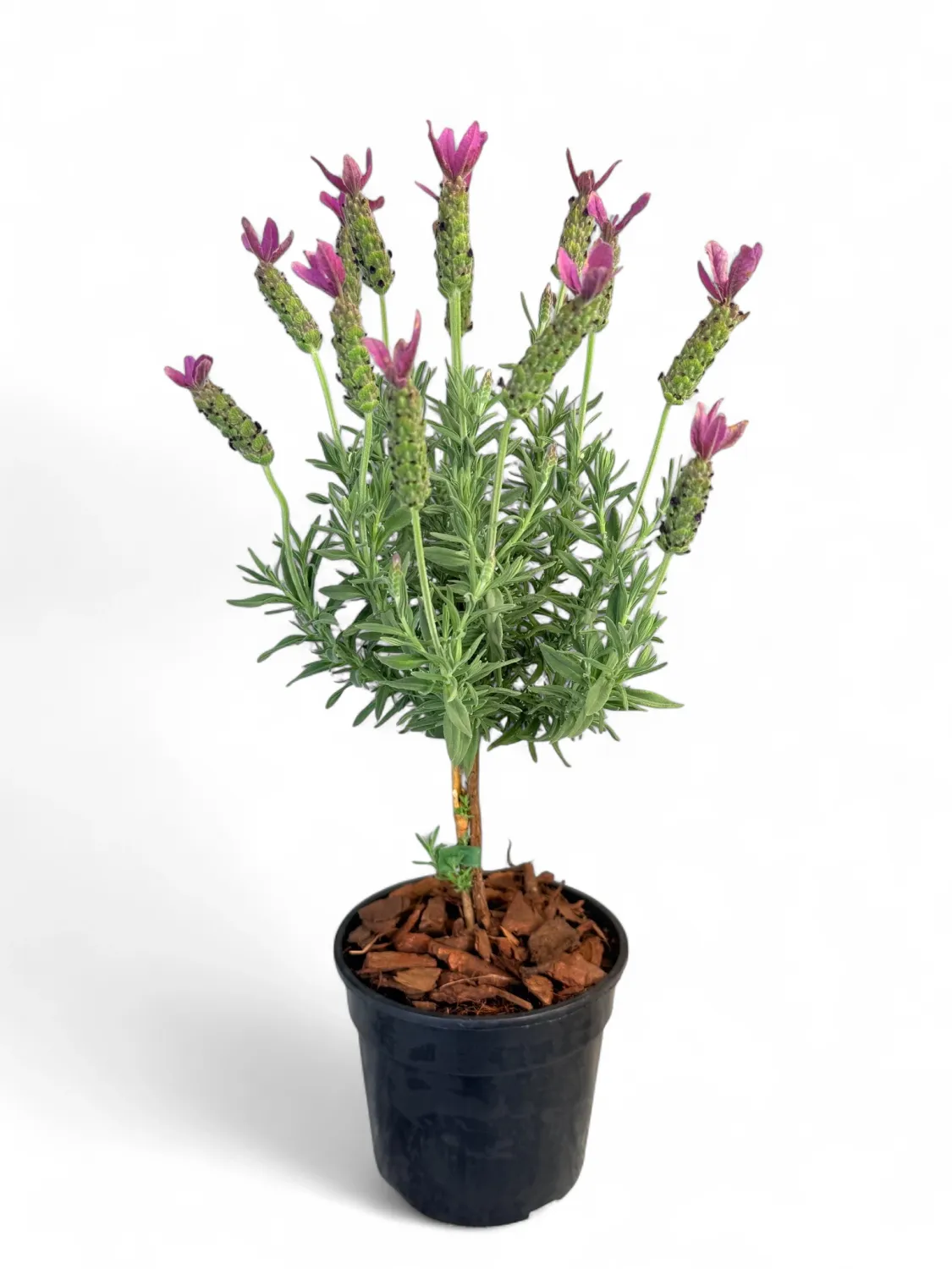 Lavandula Stoechas "Lavender" Standard 14cmPot