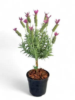 Lavandula Stoechas "Lavender" Standard 14cmPot