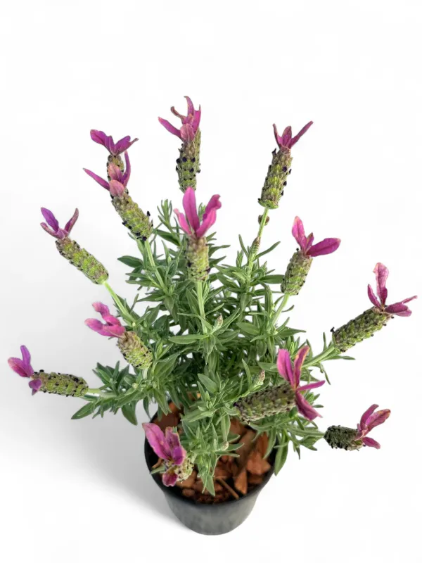 Lavandula Stoechas "Lavender" Standard 14cmPot
