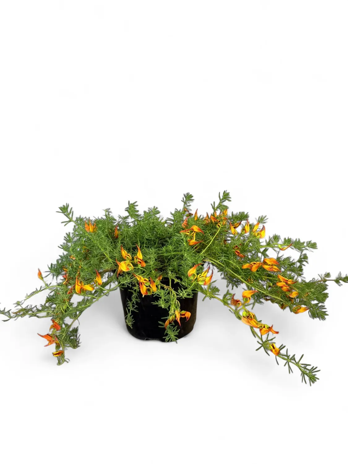 Lotus Berthelotii "Parrots Beak" 17cm