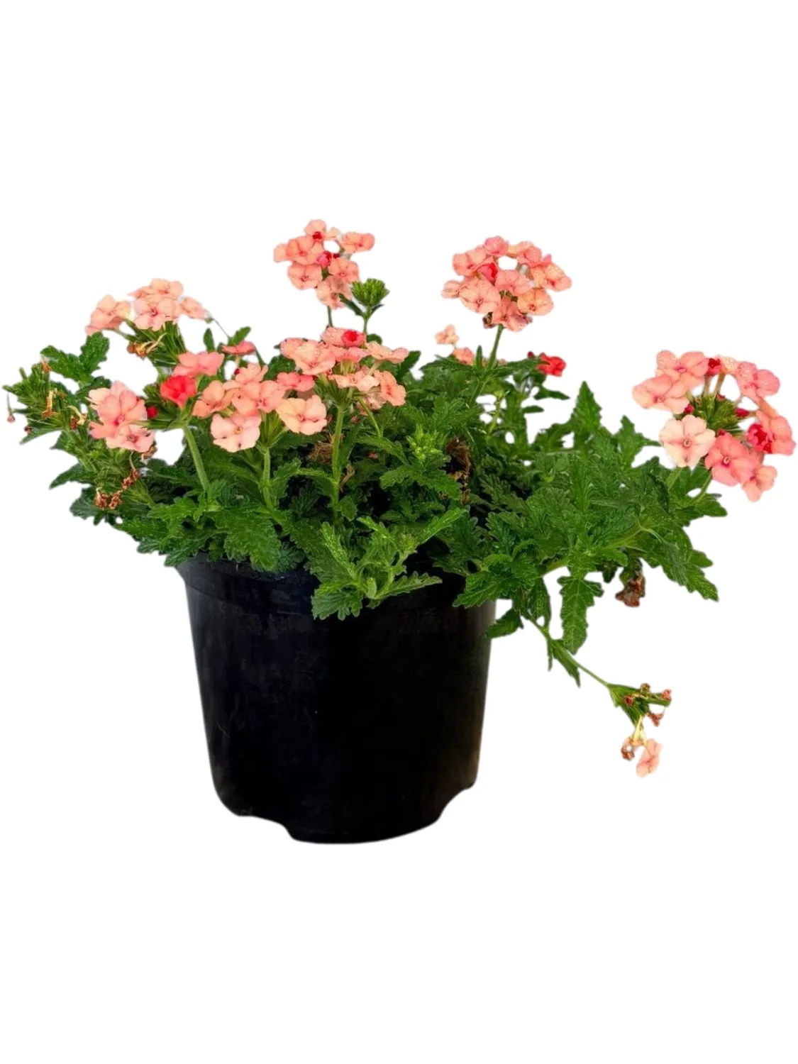 Verbena Hybrida "Empress Flair Peach" Pot
