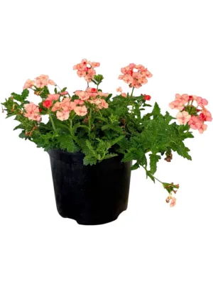 Verbena Hybrida "Empress Flair Peach" Pot