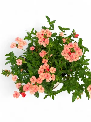 Verbena Hybrida "Empress Flair Peach" Pot
