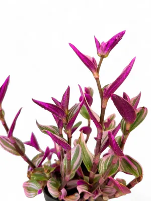 Tradescantia Zebrina "Pink Paradise Wandering Plant" 15cmPot