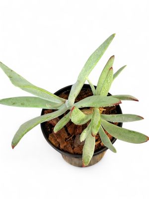 Cotyledon Orbiculata Flanaganii "Pigs Ear" 15cmPot
