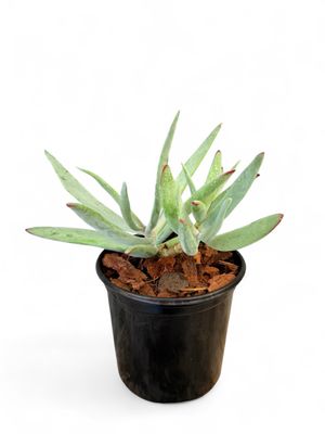 Cotyledon Orbiculata Flanaganii "Pigs Ear" 15cmPot