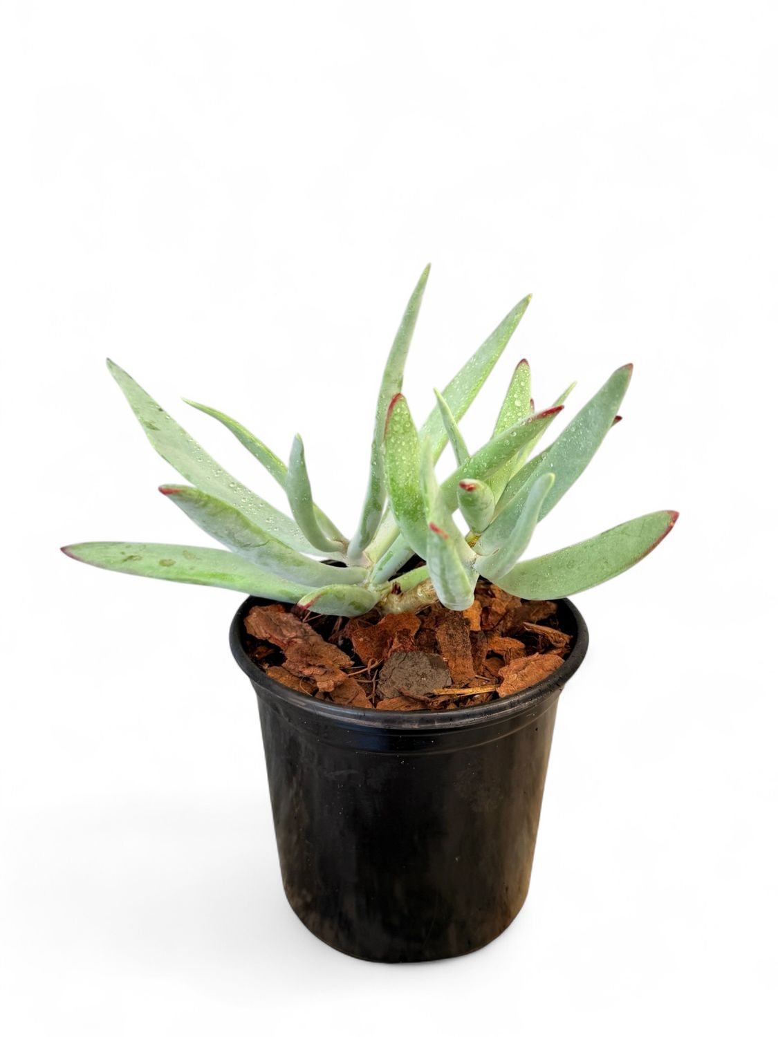 Cotyledon Orbiculata Flanaganii "Pigs Ear" 15cmPot